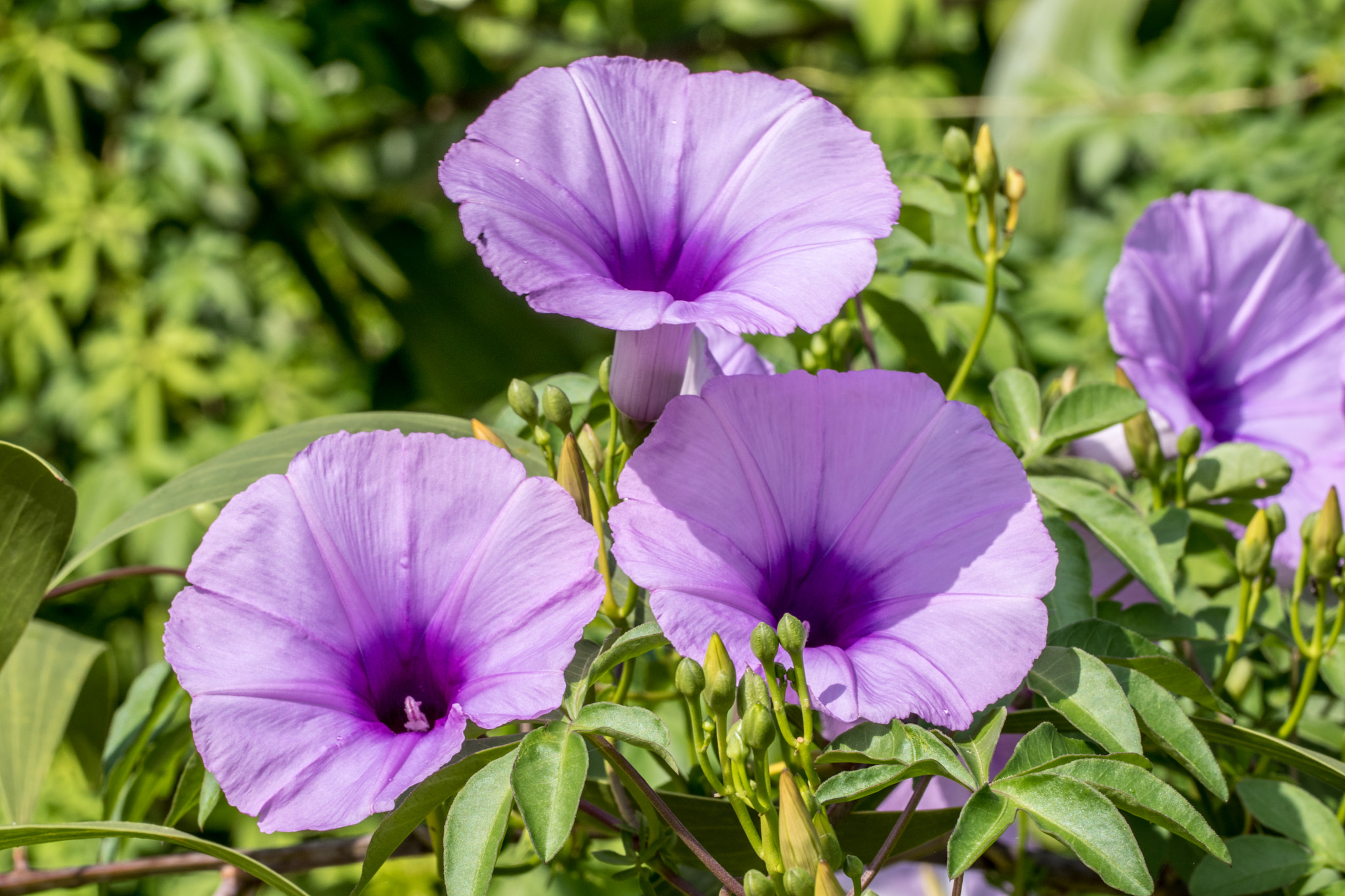 Canon EOS 80D + Canon EF 100mm F2.8L Macro IS USM sample photo. Flower photography