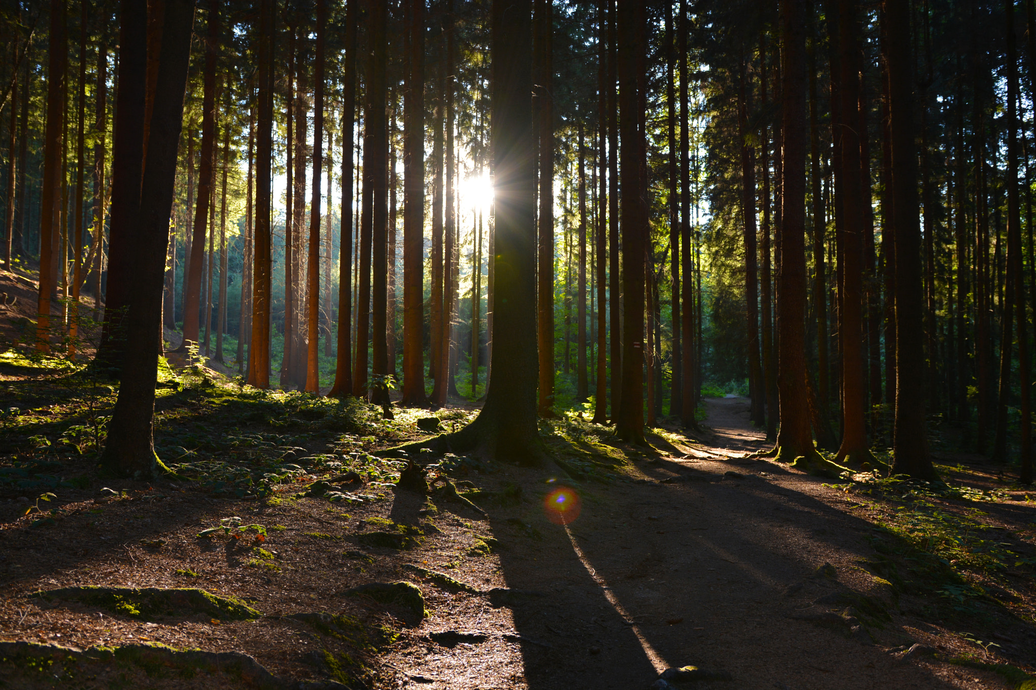 Nikon D5200 + Sigma 18-35mm F1.8 DC HSM Art sample photo. Czech forest photography