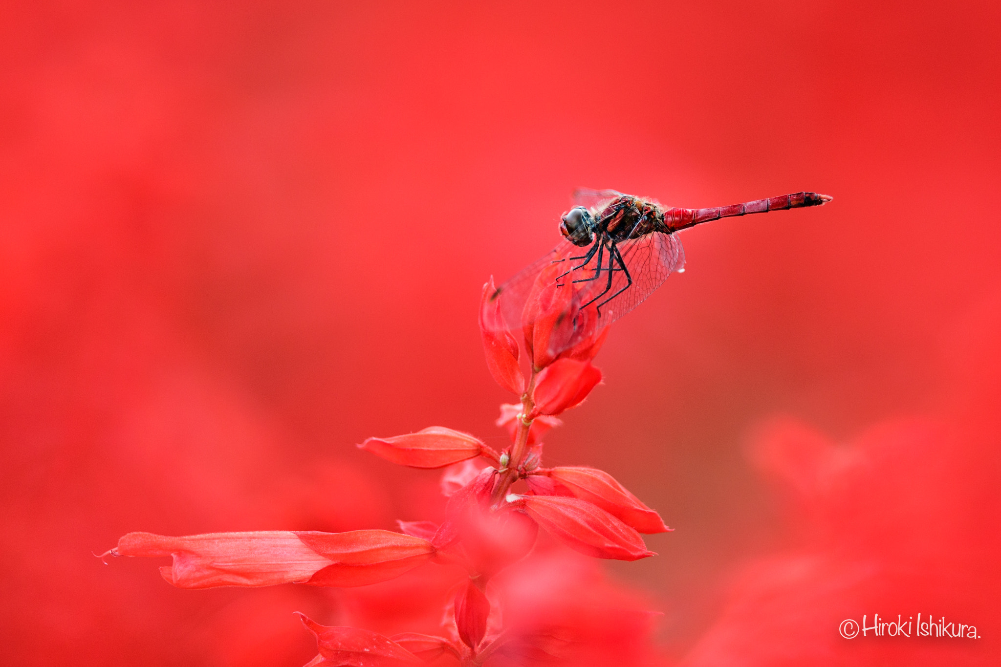 Canon EF 400mm F2.8L IS II USM sample photo. Red dragonfly photography