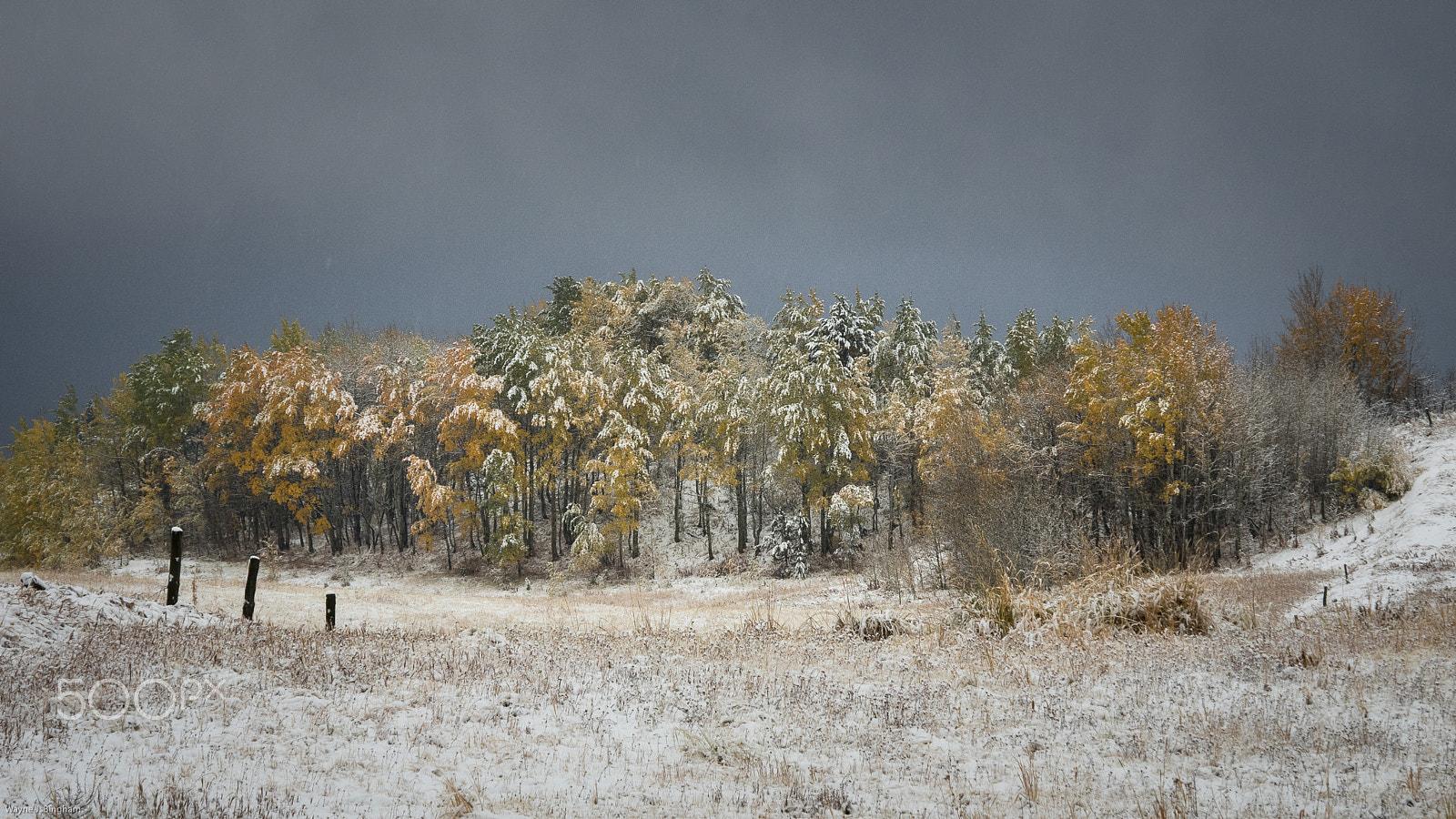 Olympus OM-D E-M1 sample photo. Snowstorm photography