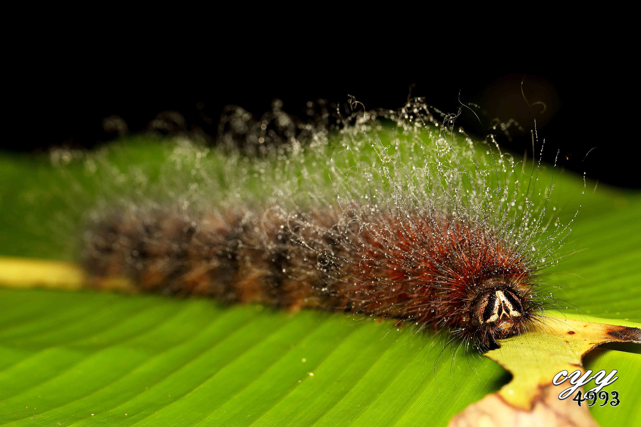 Canon EOS 6D + Canon EF 100mm F2.8L Macro IS USM sample photo. Caterpillar photography