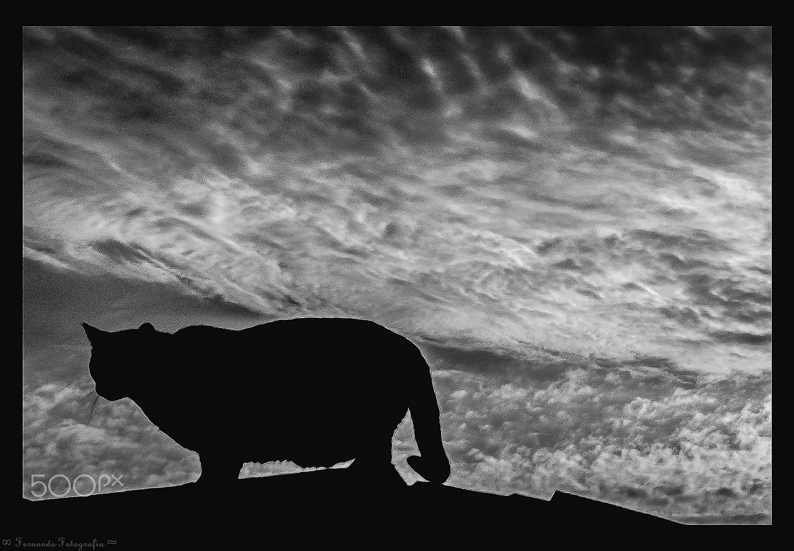 Olympus FE310,X840,C530 sample photo. Cat silhouette on the roof. photography