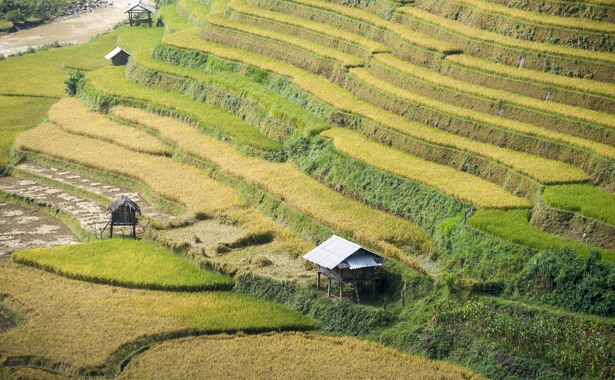 Nikon D700 + Sigma 70-200mm F2.8 EX DG OS HSM sample photo. Mu cang chai field, in middle autumn 2016 photography