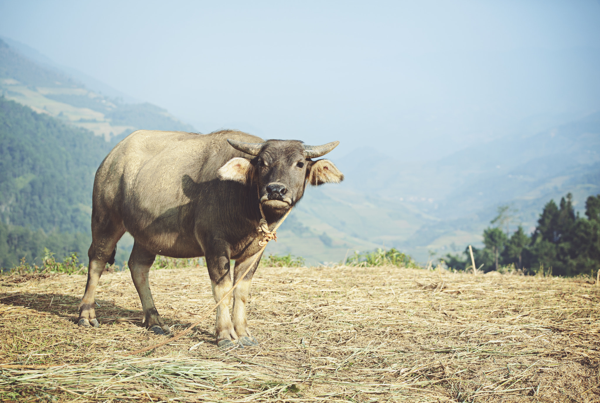 Sigma 70-200mm F2.8 EX DG OS HSM sample photo. Mu cang chai field, in middle autumn 2016 photography