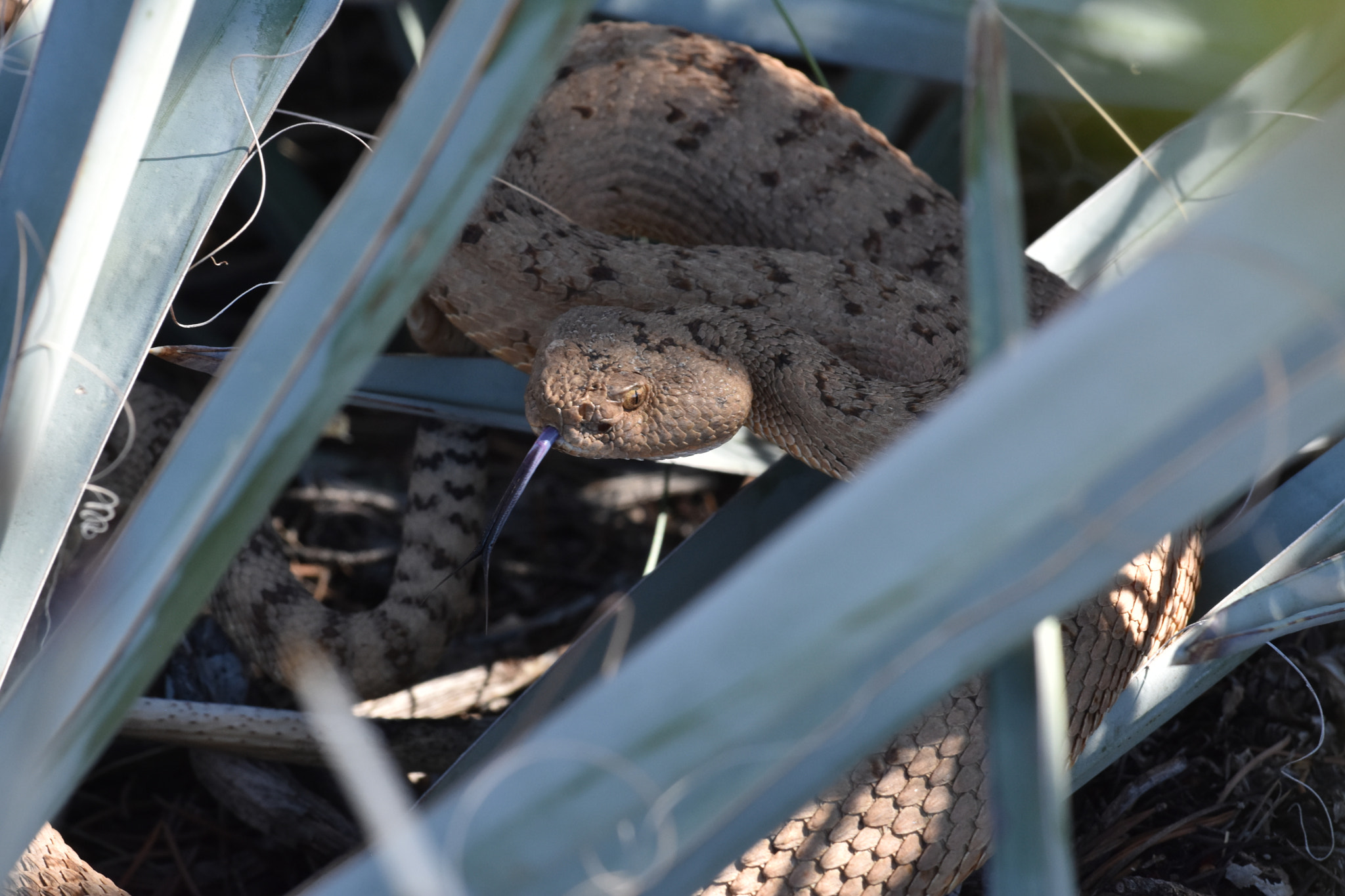 Nikon AF-S Nikkor 70-200mm F4G ED VR sample photo. Grand canyon rattler photography