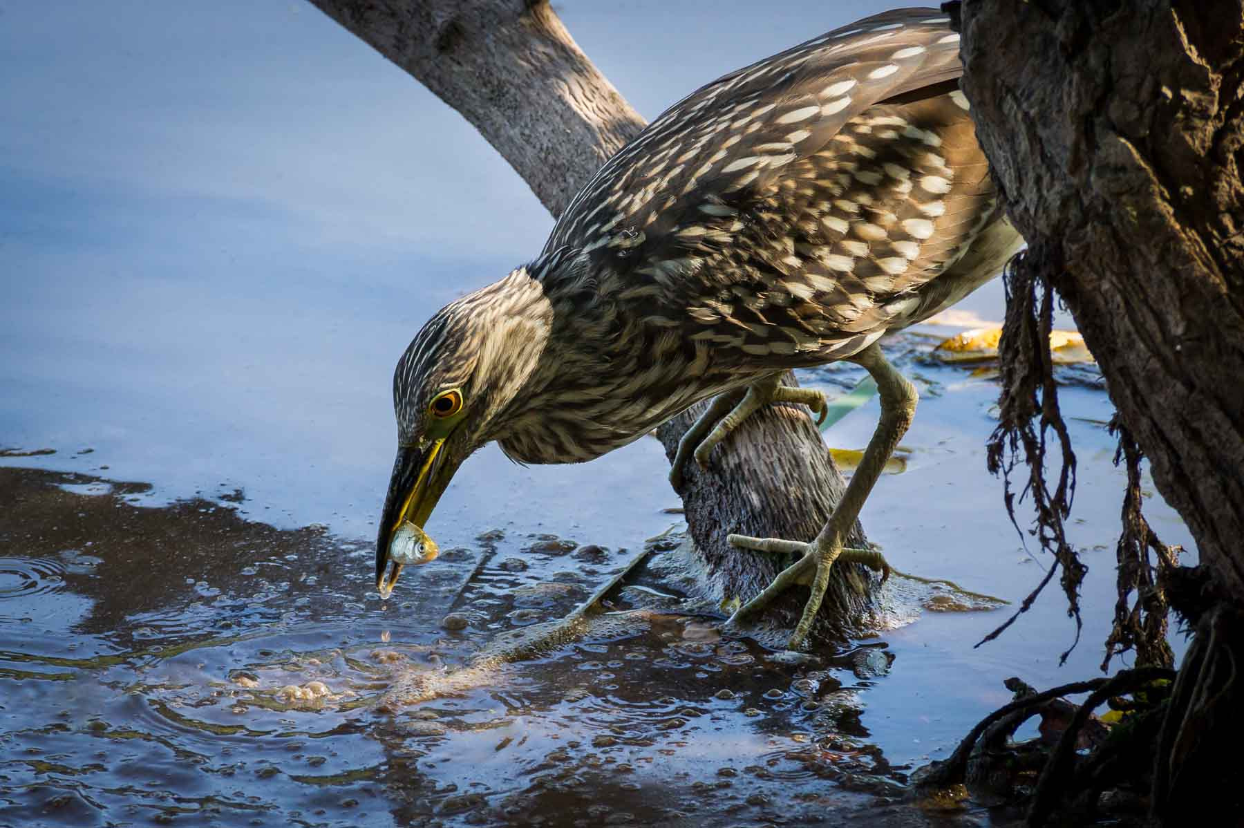 Sony Alpha DSLR-A500 sample photo. Night heron fishing no.2 photography