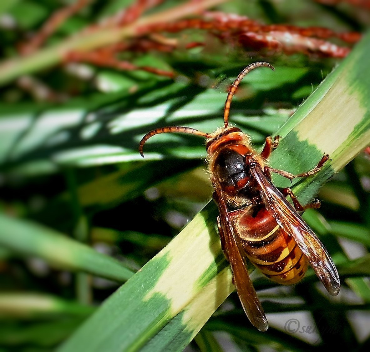 Fujifilm A100 sample photo. Wasp photography