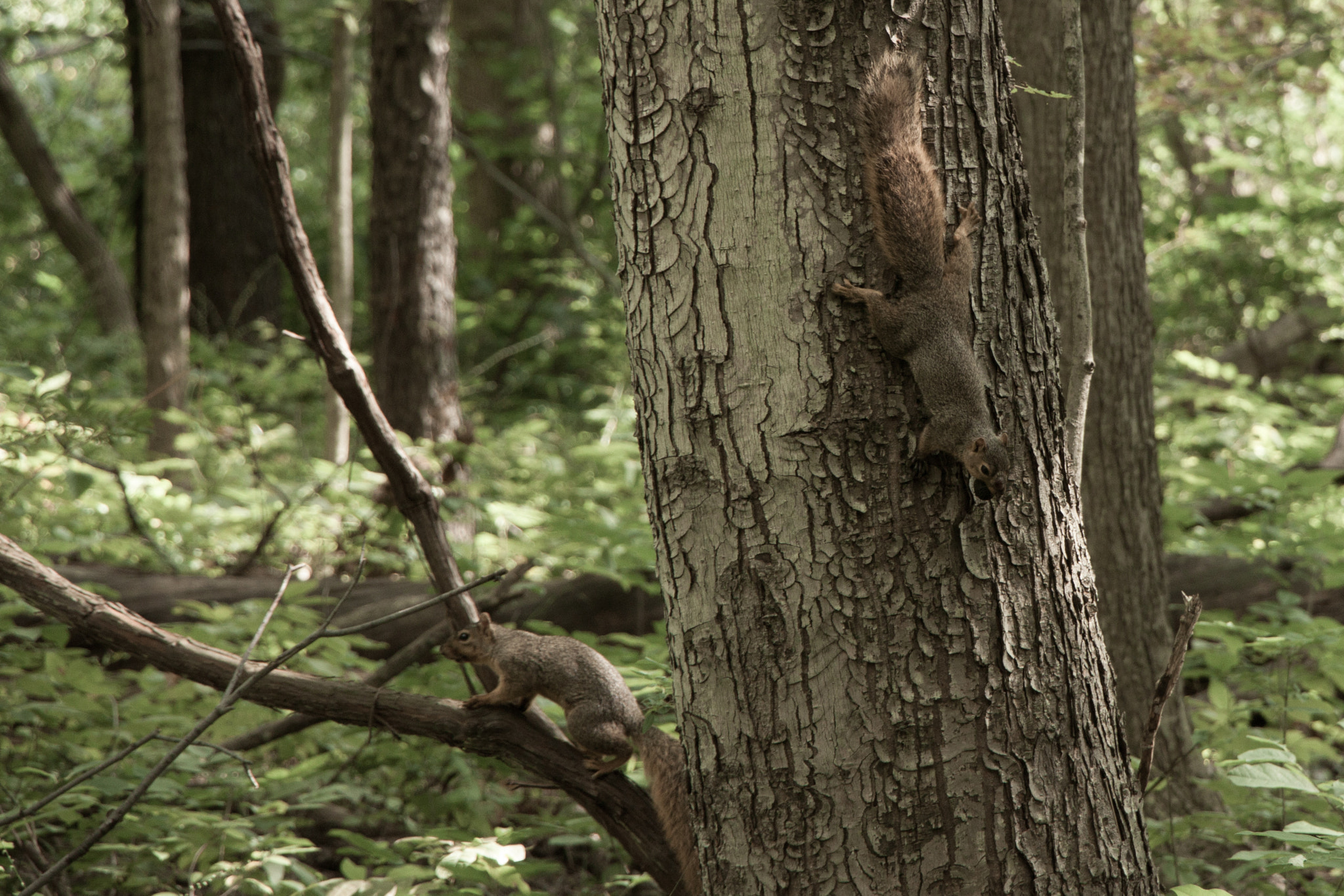 Canon EOS 500D (EOS Rebel T1i / EOS Kiss X3) sample photo. Squirrels photography