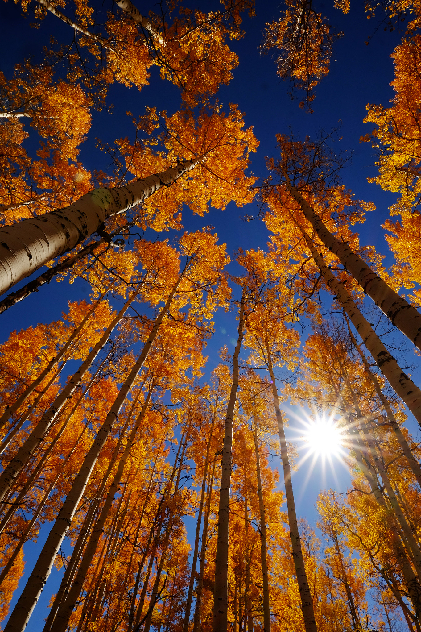 ZEISS Touit 12mm F2.8 sample photo. Fallsteamboat photography