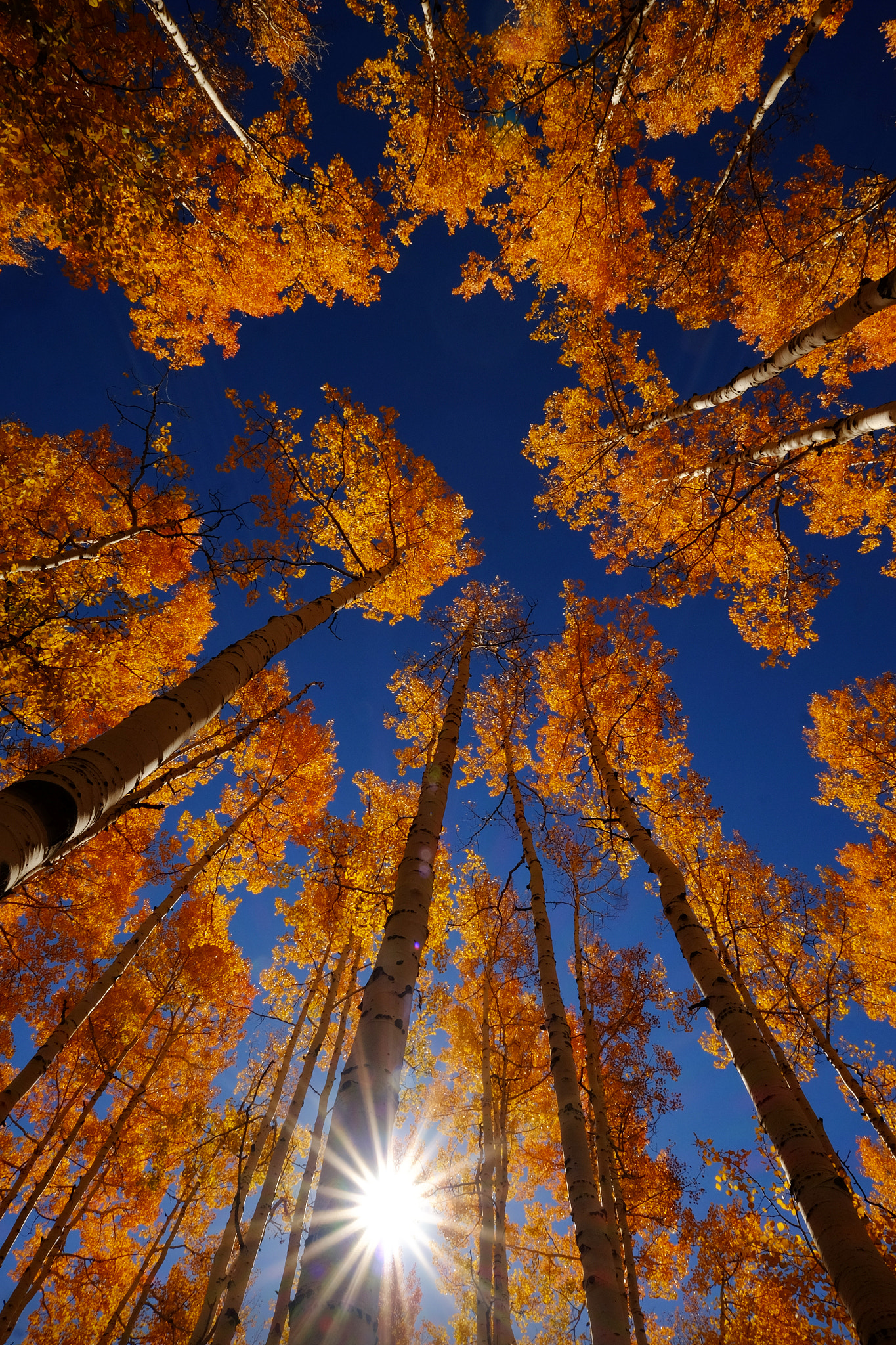 ZEISS Touit 12mm F2.8 sample photo. Fall steamboat 01 photography