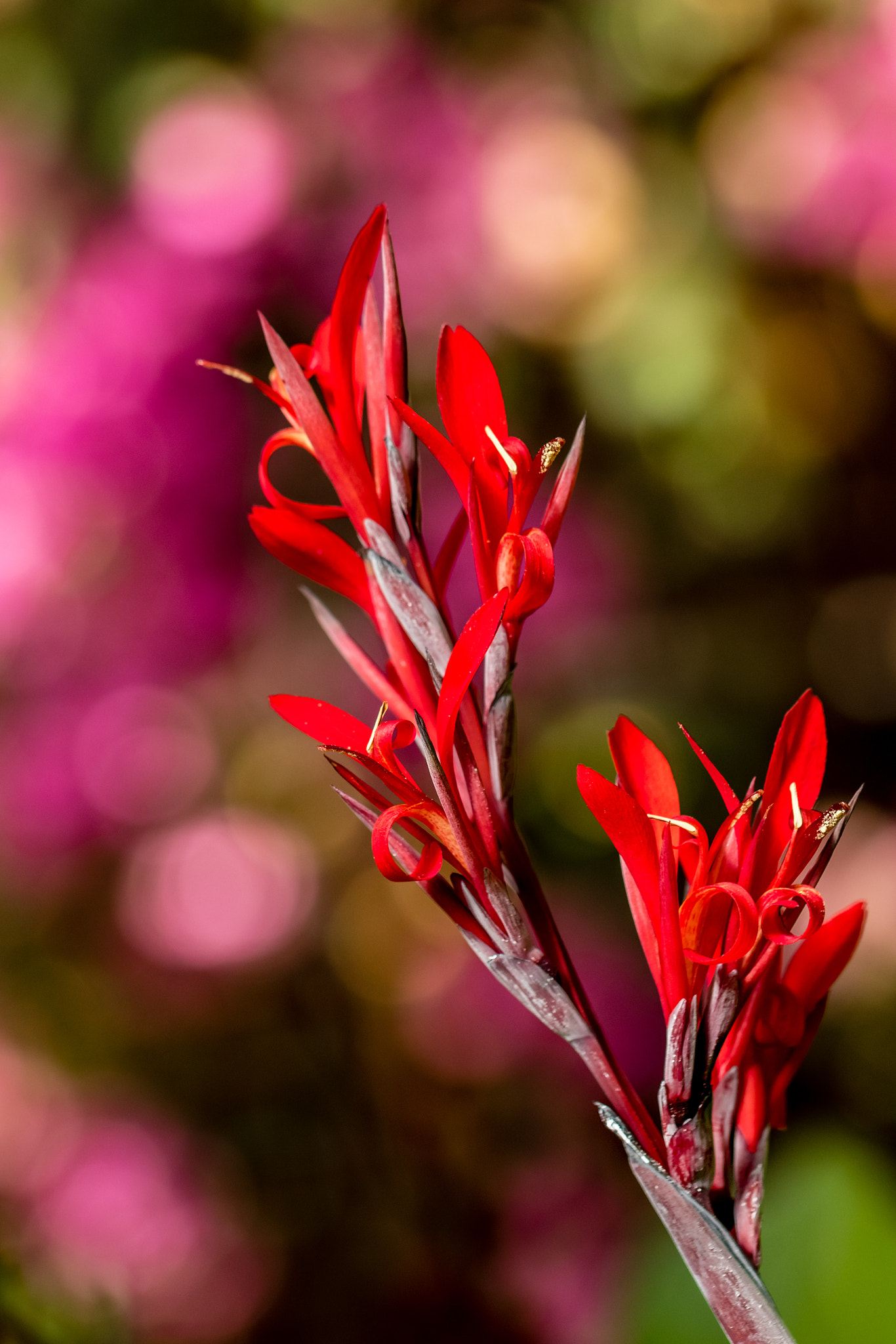 Canon EF 100mm F2.8L Macro IS USM sample photo. Peace photography