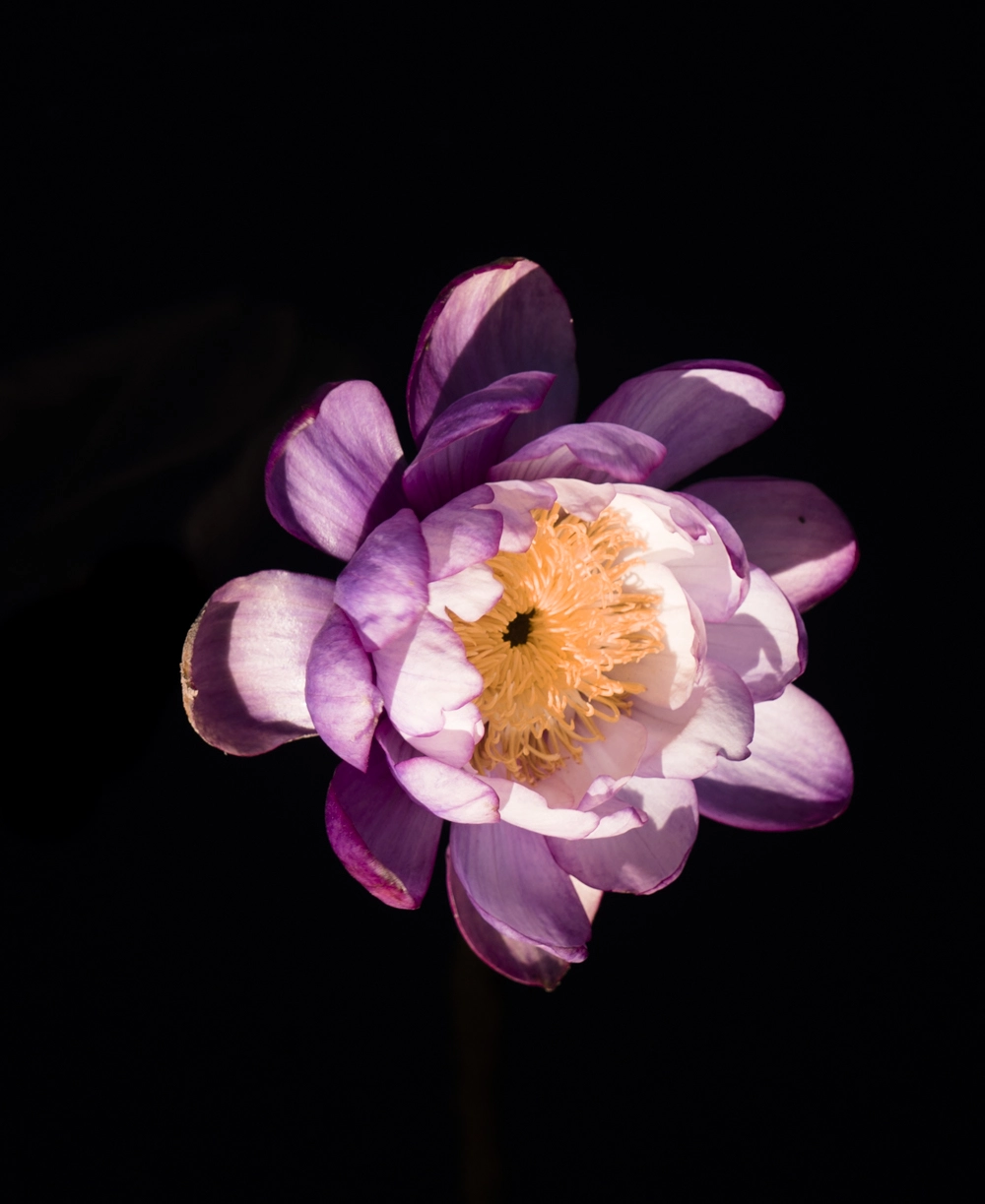 Sony a7S sample photo. Water lily photography