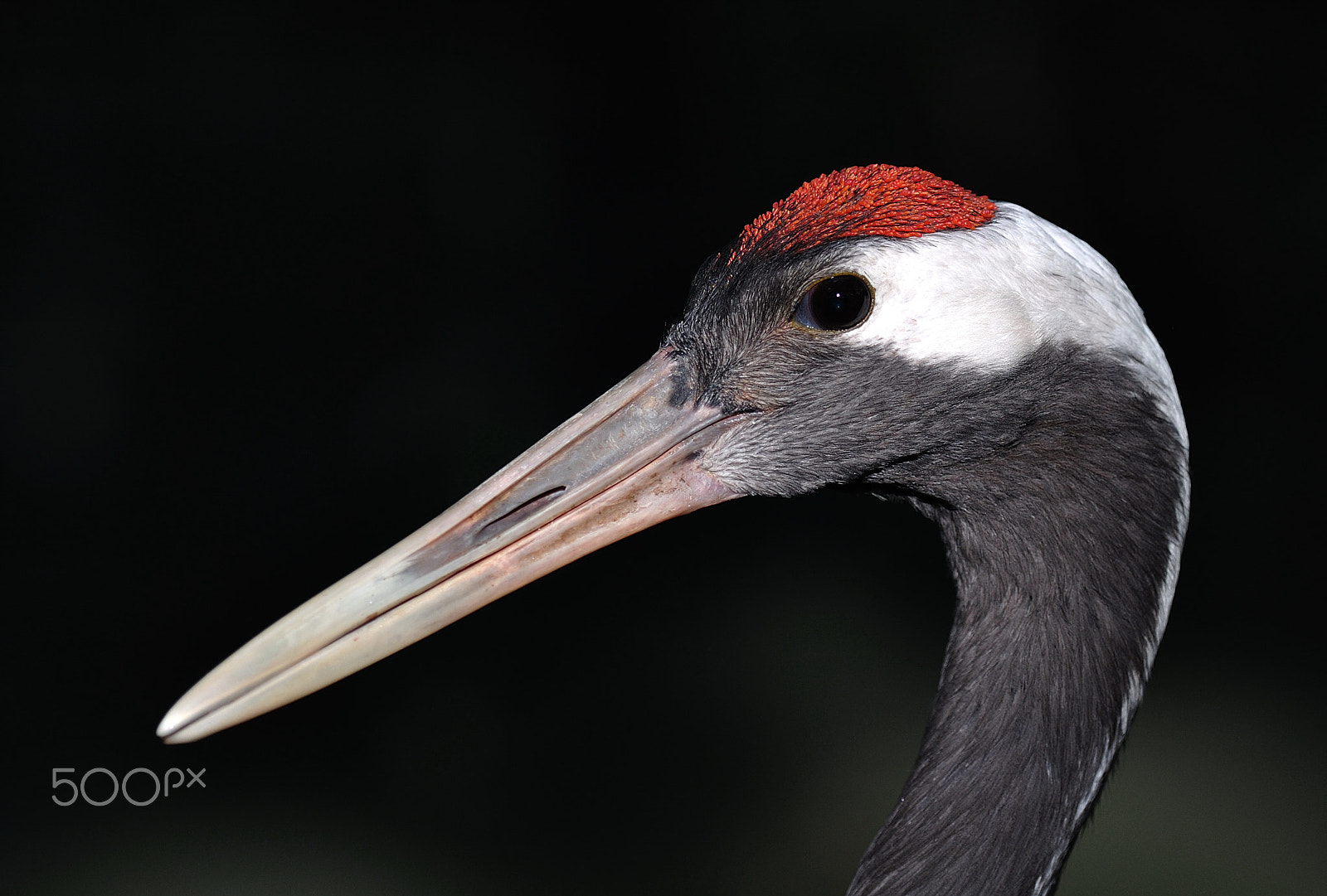 Nikon AF-S Nikkor 70-200mm F2.8G ED VR II sample photo. Crane photography