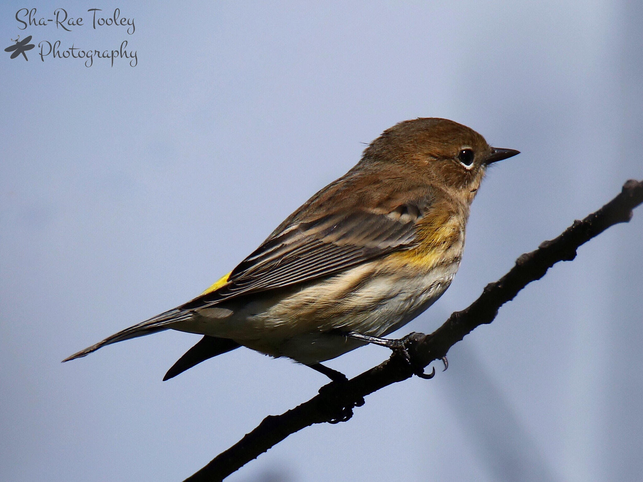 Tamron SP 150-600mm F5-6.3 Di VC USD sample photo. Yellow-rumped warbler photography