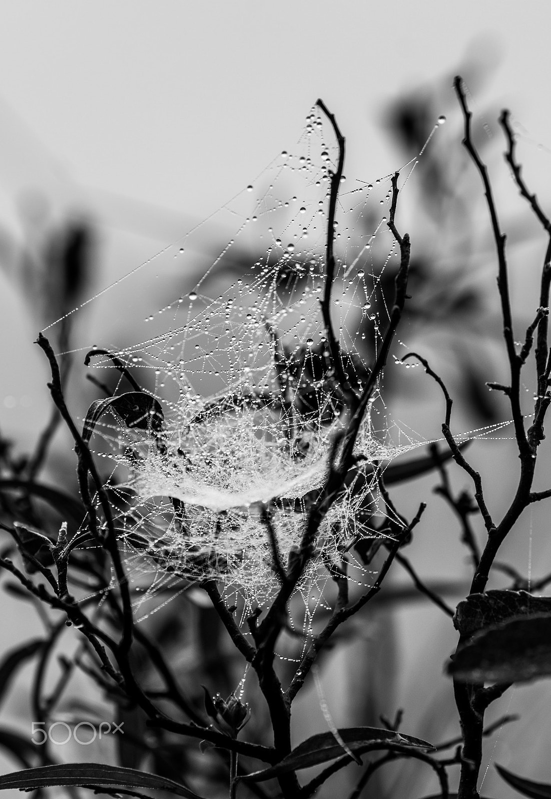 Canon EOS 70D sample photo. Diamonds on a web photography