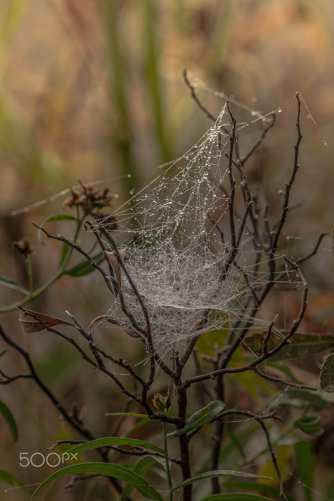 Tamron SP AF 90mm F2.8 Di Macro sample photo. Art by nature photography