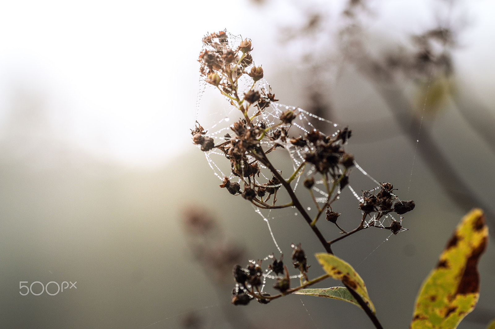 Canon EOS 70D + Tamron SP AF 90mm F2.8 Di Macro sample photo. Light me up photography