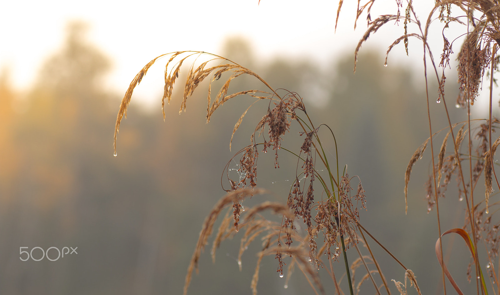 Tamron SP AF 90mm F2.8 Di Macro sample photo. Misty morning photography