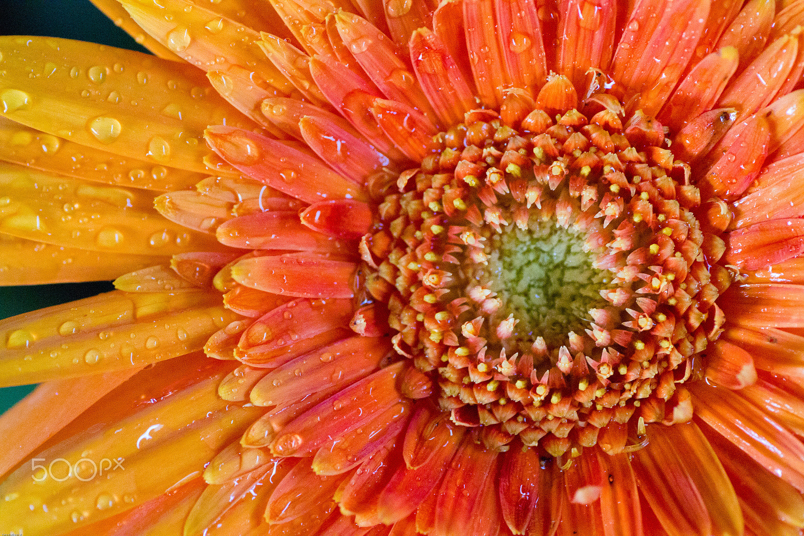 Canon EOS 550D (EOS Rebel T2i / EOS Kiss X4) + Tamron SP AF 90mm F2.8 Di Macro sample photo. Gerbera daisy photography