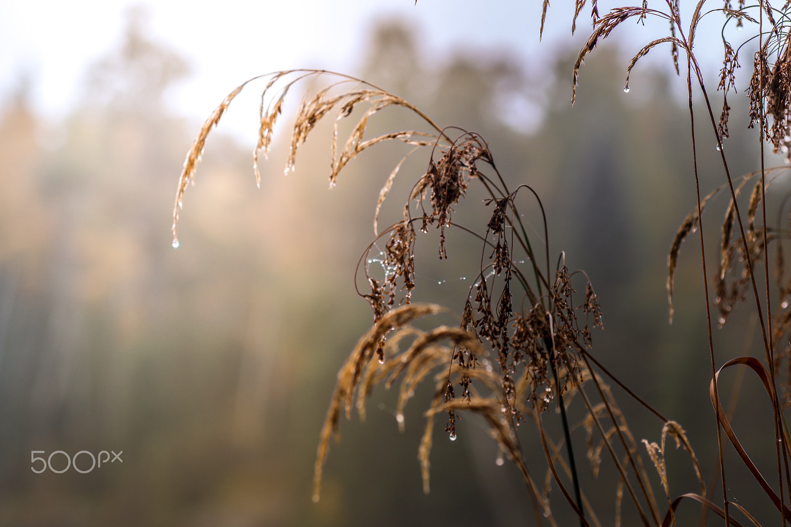 Tamron SP AF 90mm F2.8 Di Macro sample photo. Misty morning dew photography