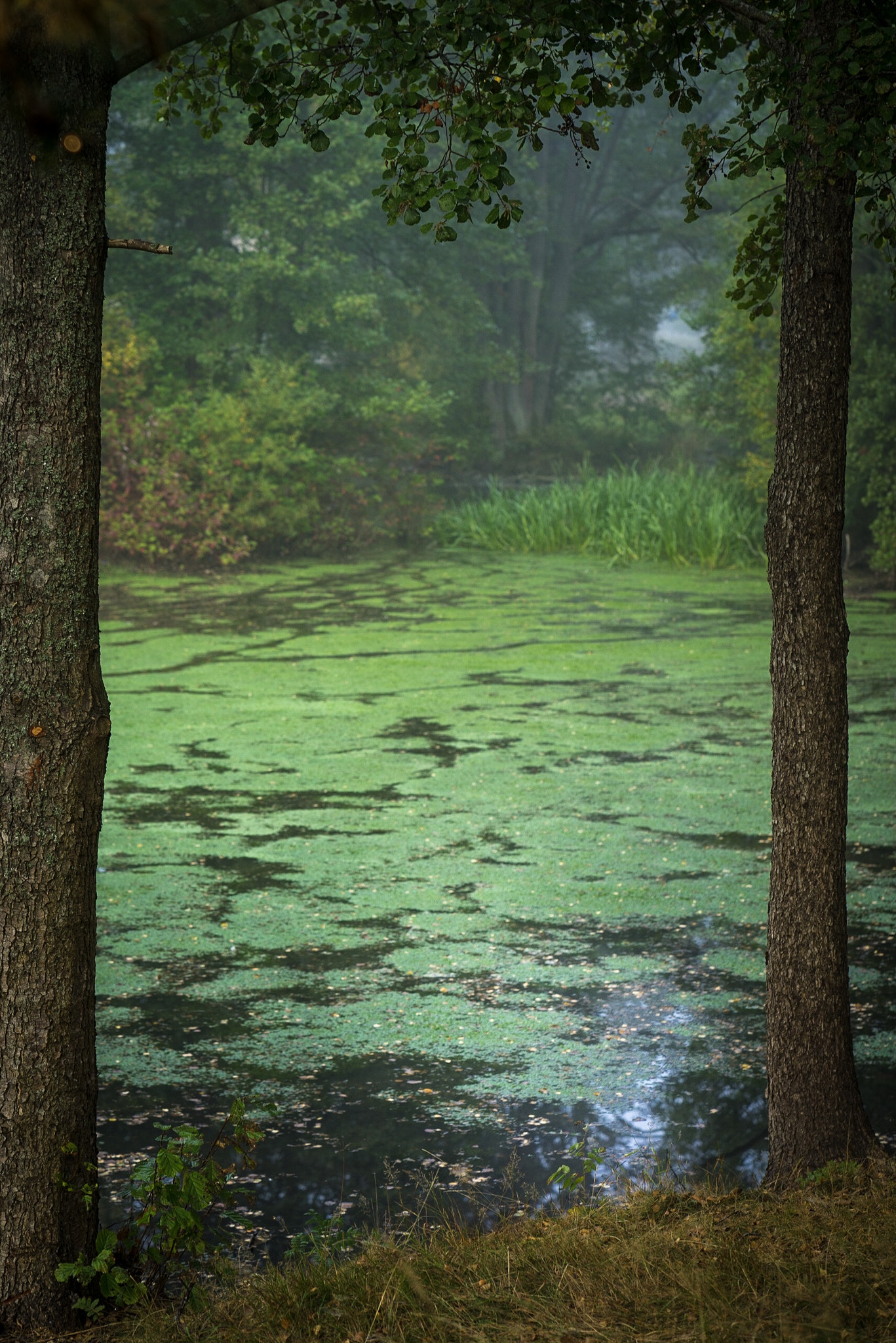 Sony a7R + ZEISS Batis 85mm F1.8 sample photo. Nature photography