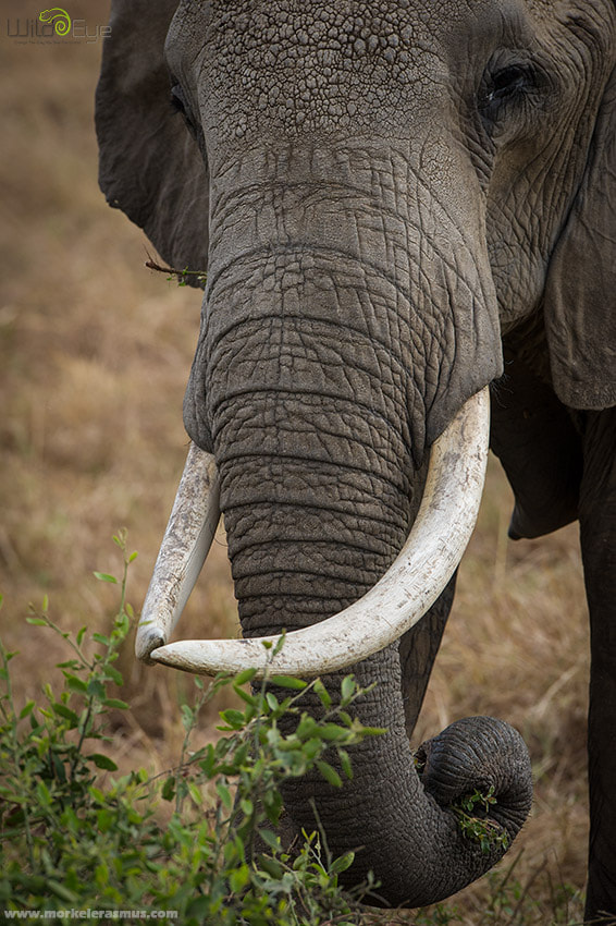Nikon AF-S Nikkor 400mm F2.8G ED VR II sample photo. Mother tusker photography