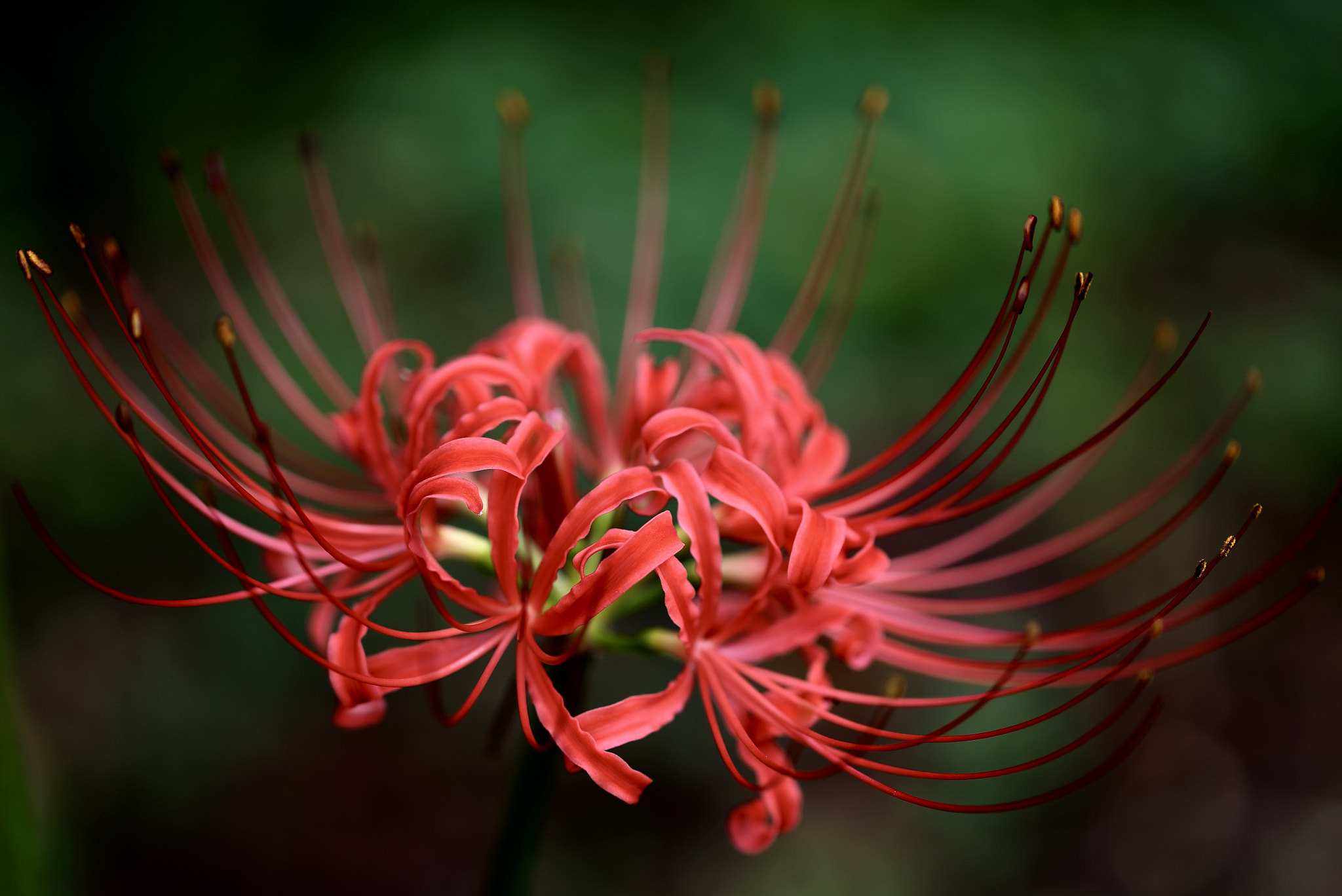 Canon EF 100mm F2.8L Macro IS USM sample photo. Spider lily photography