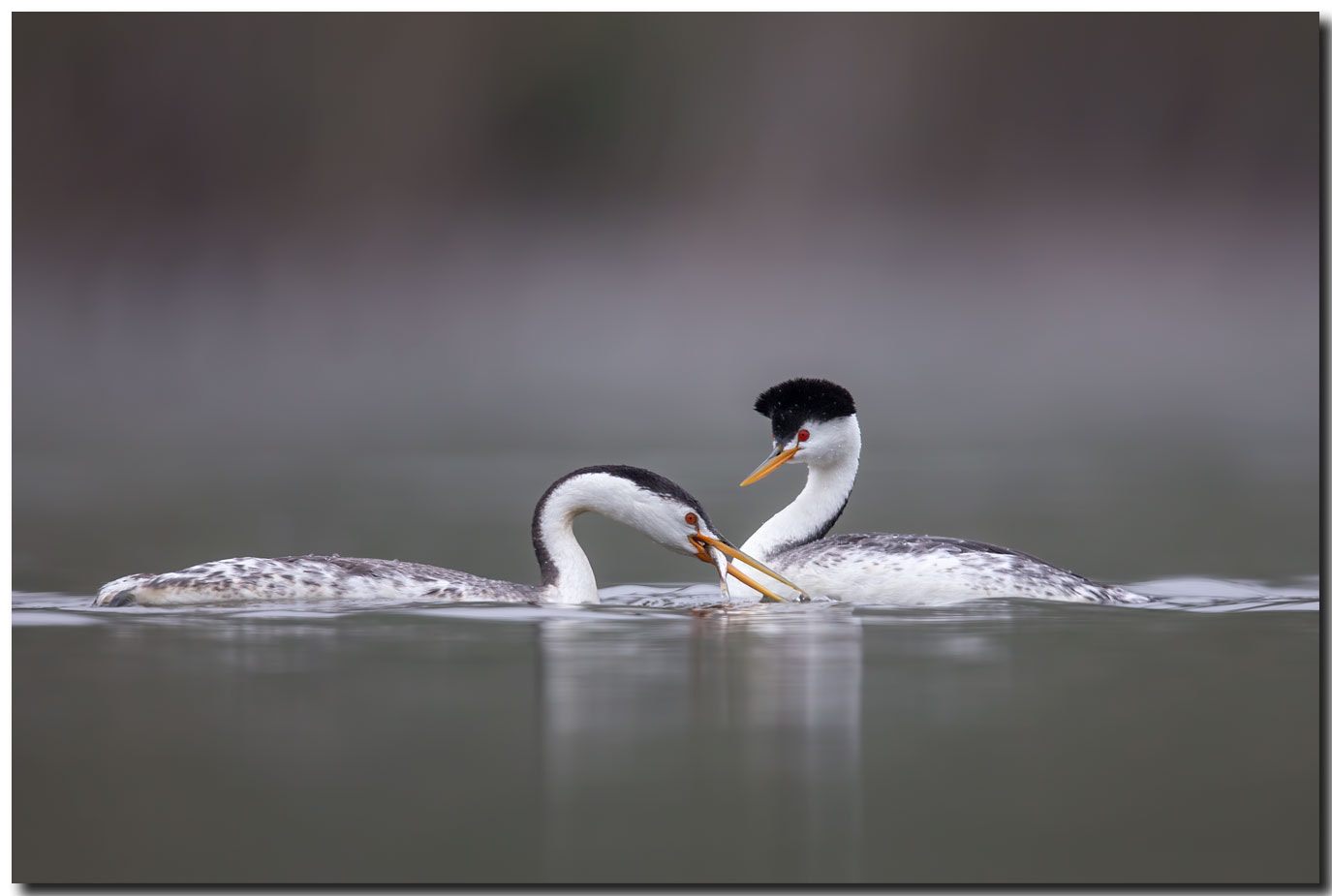 Canon EF 600mm F4L IS II USM sample photo. Bdo photography