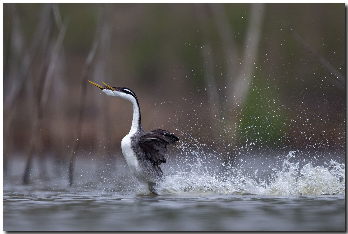 Canon EF 600mm F4L IS II USM sample photo. Bdo photography
