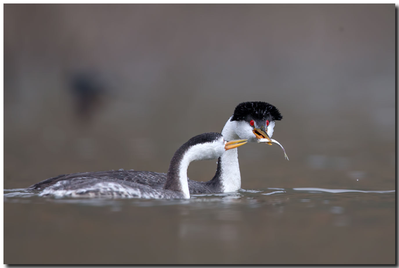 Canon EF 600mm F4L IS II USM sample photo. Bdo photography