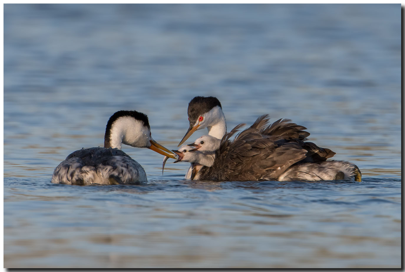 Nikon AF-S Nikkor 600mm F4E FL ED VR sample photo. Dsc photography