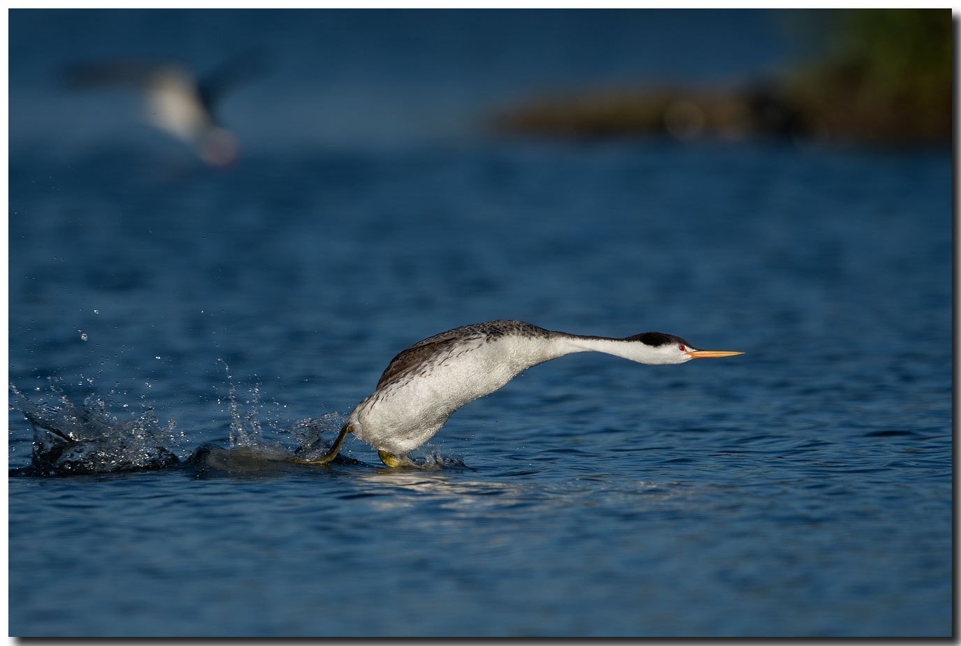Nikon AF-S Nikkor 600mm F4E FL ED VR sample photo. Dsc photography