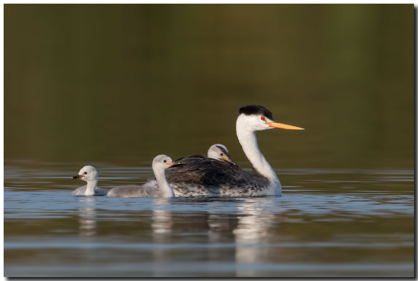 Nikon AF-S Nikkor 600mm F4E FL ED VR sample photo. Dsc photography