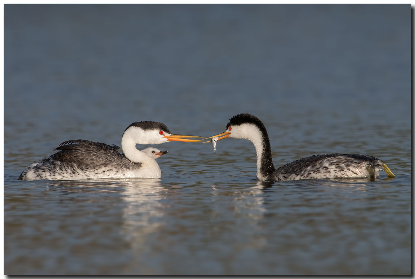 Nikon AF-S Nikkor 600mm F4E FL ED VR sample photo. Dsc photography