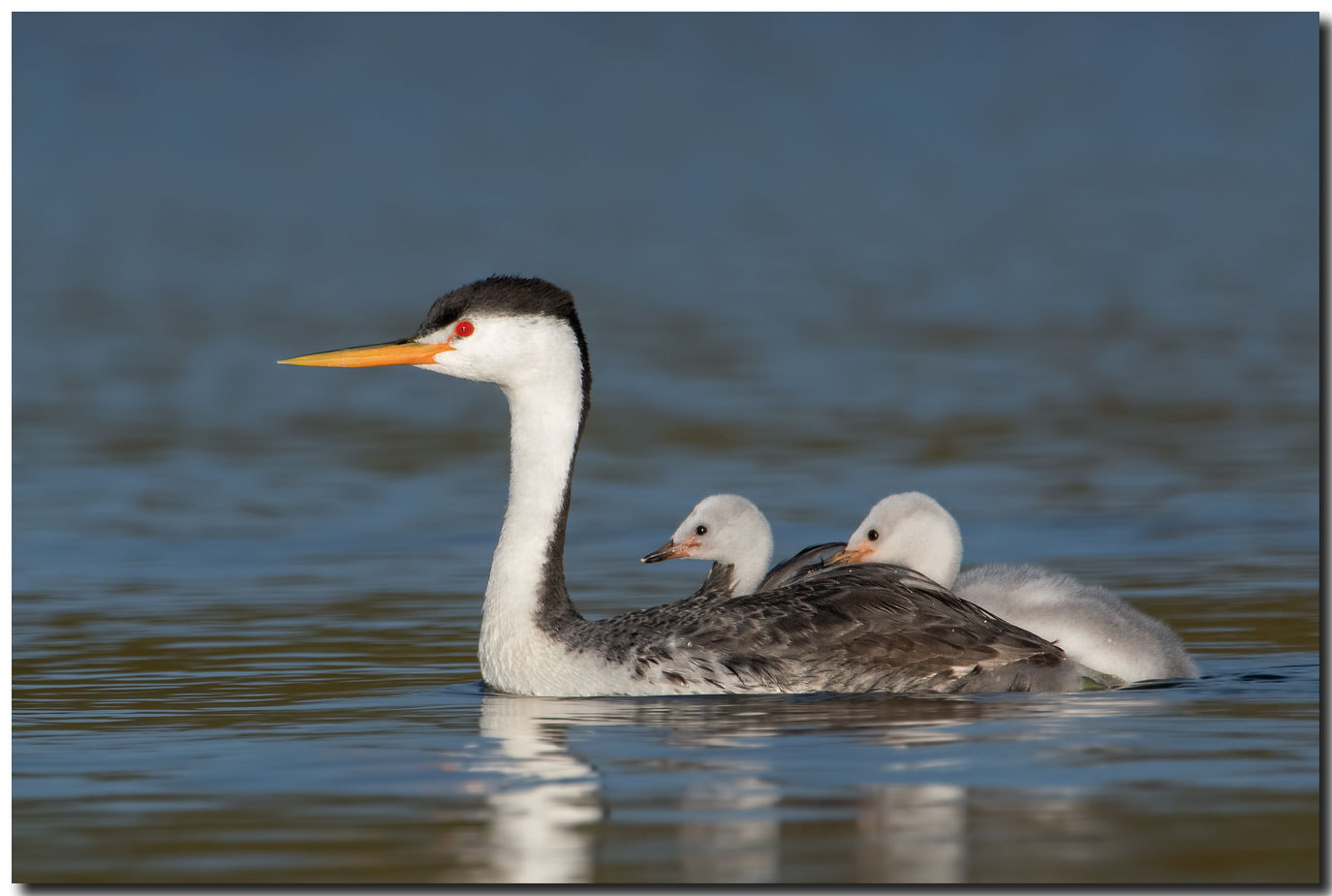Nikon AF-S Nikkor 600mm F4E FL ED VR sample photo. Dsc photography