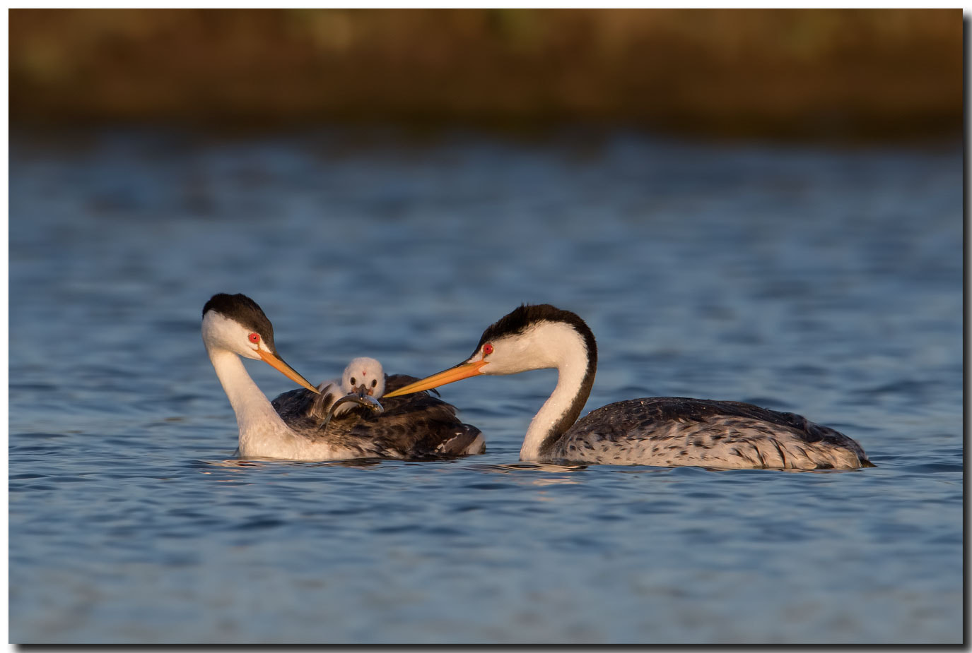 Nikon AF-S Nikkor 600mm F4E FL ED VR sample photo. Dsc photography