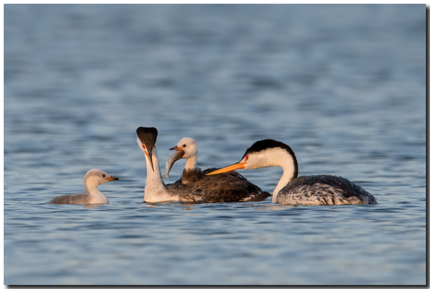 Nikon AF-S Nikkor 600mm F4E FL ED VR sample photo. Dsc photography