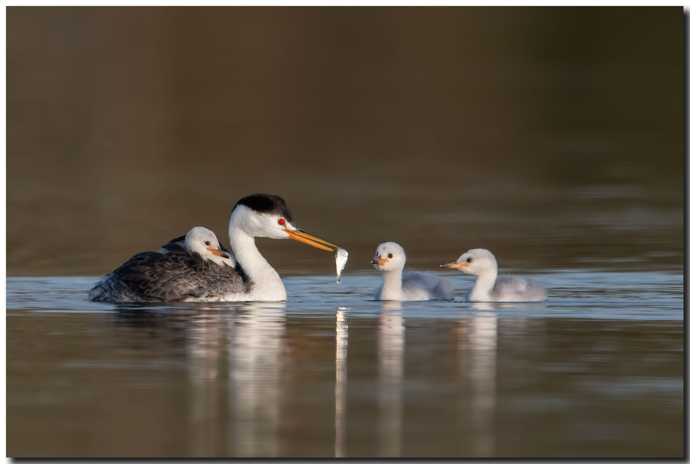 Nikon AF-S Nikkor 600mm F4E FL ED VR sample photo. Dsc photography