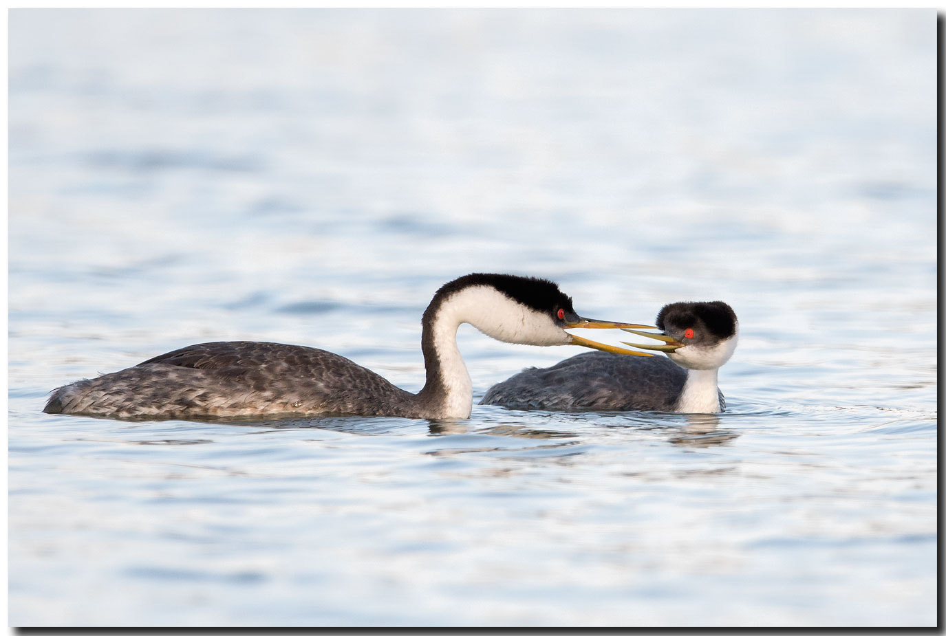 Nikon AF-S Nikkor 600mm F4E FL ED VR sample photo. Dsc photography