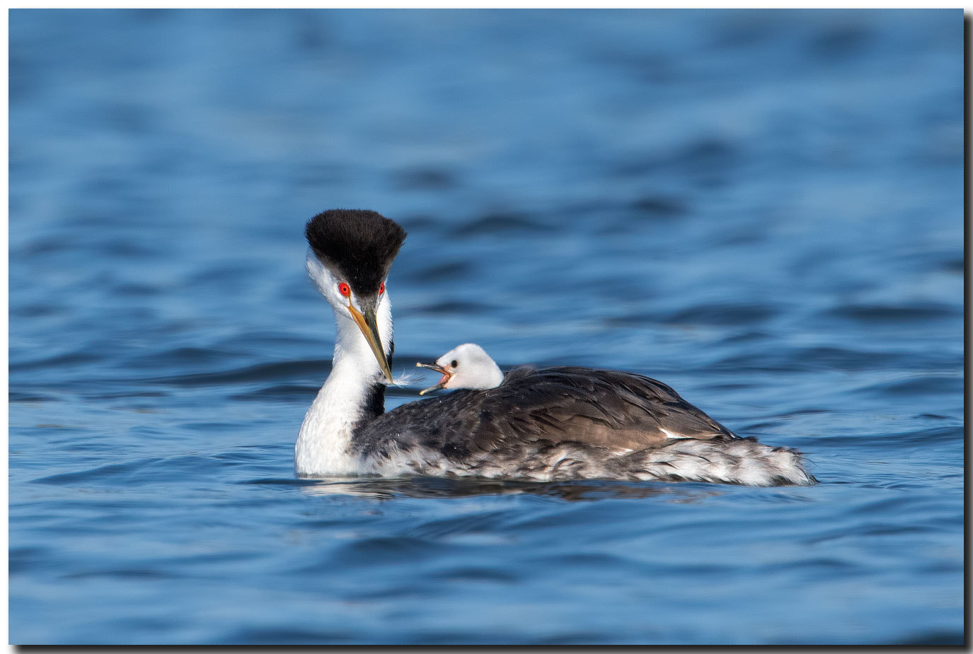 Nikon AF-S Nikkor 600mm F4E FL ED VR sample photo. Dsc photography