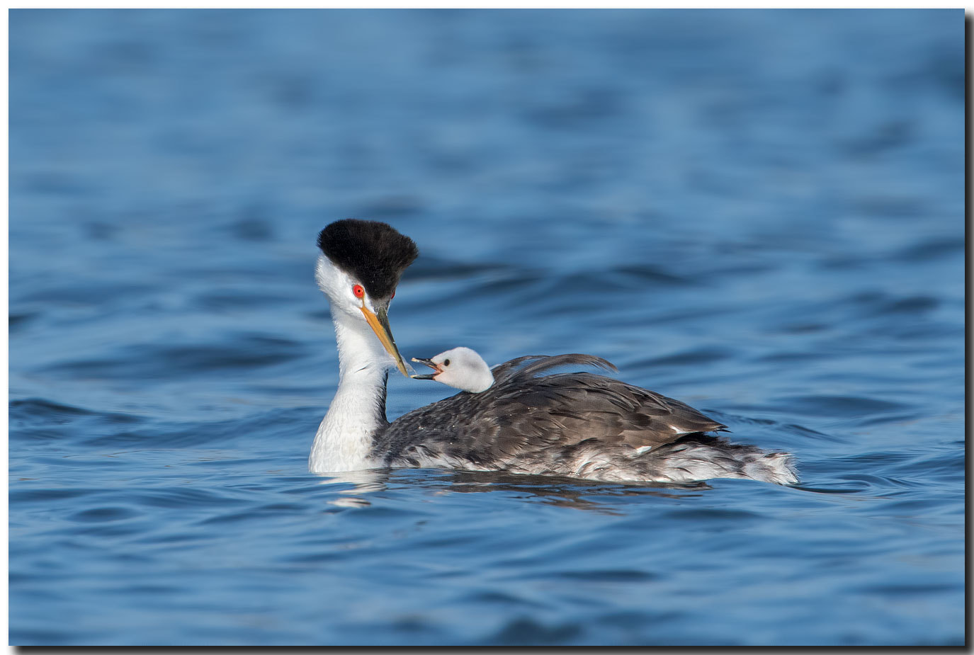 Nikon AF-S Nikkor 600mm F4E FL ED VR sample photo. Dsc photography