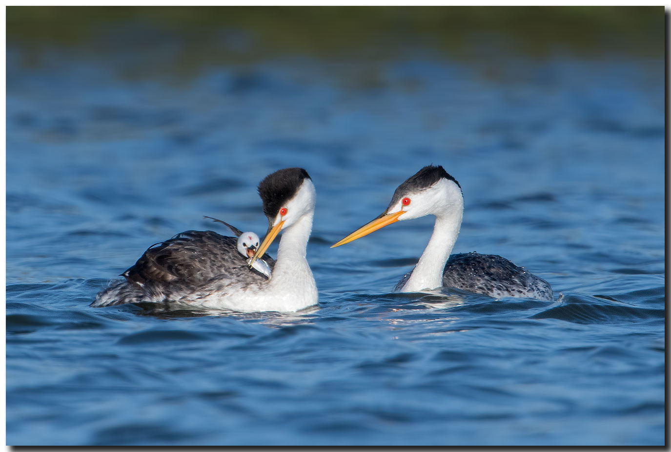 Nikon AF-S Nikkor 600mm F4E FL ED VR sample photo. Dsc photography