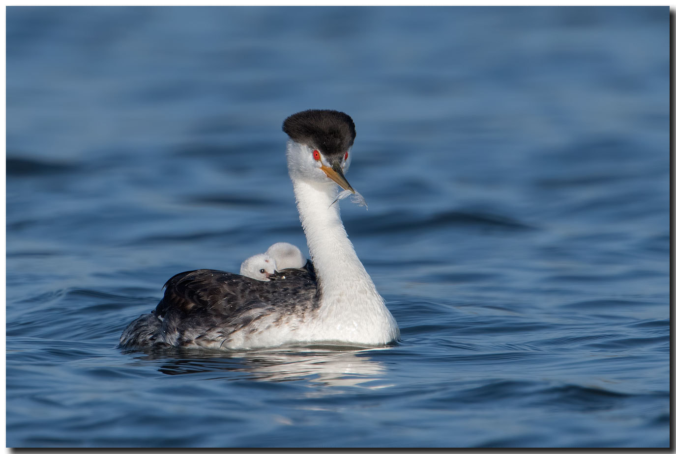 Nikon AF-S Nikkor 600mm F4E FL ED VR sample photo. Dsc photography
