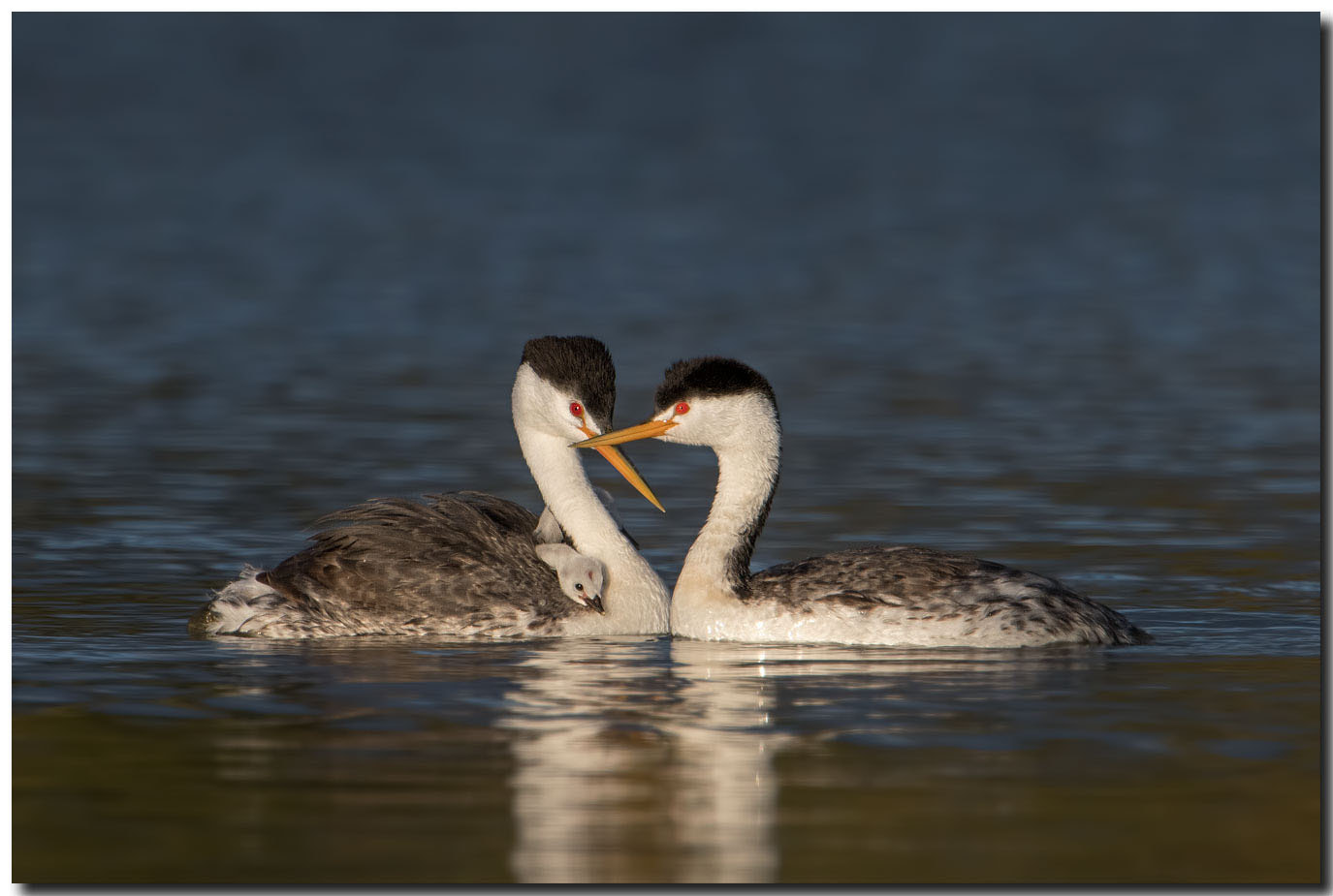 Nikon AF-S Nikkor 600mm F4E FL ED VR sample photo. Dsc photography