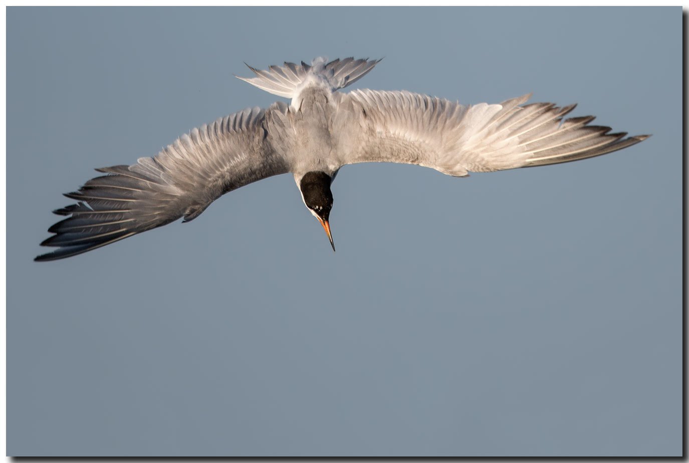 Nikon AF-S Nikkor 600mm F4E FL ED VR sample photo. Dsc photography