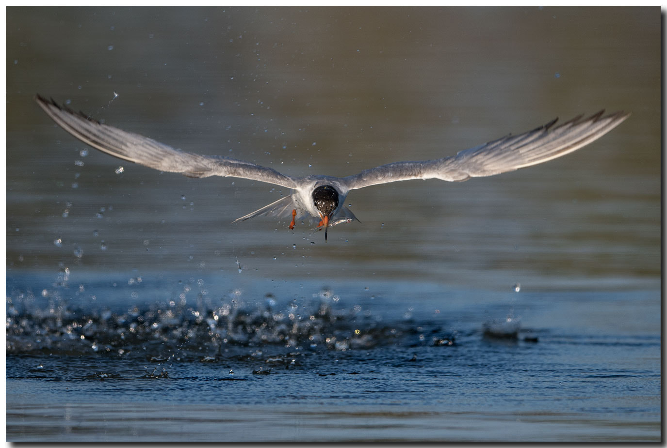 Nikon AF-S Nikkor 600mm F4E FL ED VR sample photo. Dsc photography