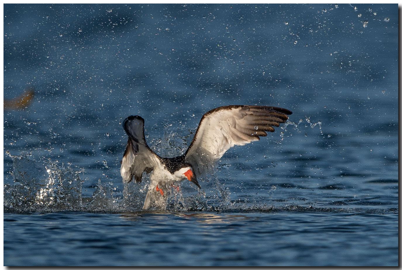 Nikon AF-S Nikkor 600mm F4E FL ED VR sample photo. Dsc photography