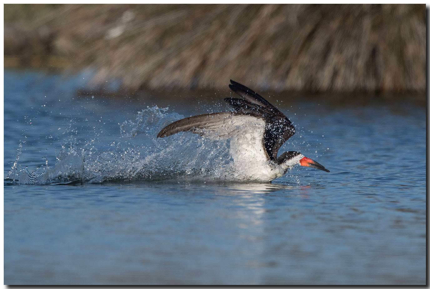 Nikon AF-S Nikkor 600mm F4E FL ED VR sample photo. Dsc photography