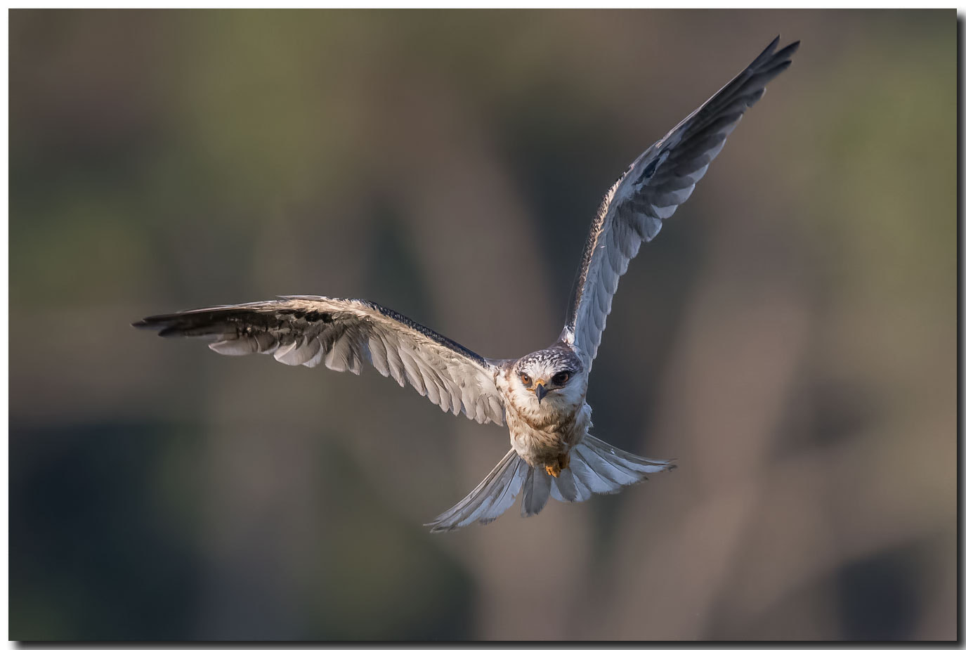 Nikon AF-S Nikkor 600mm F4E FL ED VR sample photo. Dsc photography