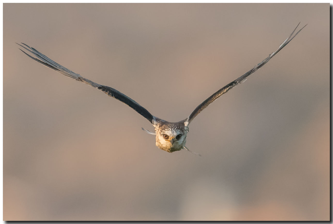 Nikon AF-S Nikkor 600mm F4E FL ED VR sample photo. Dsc photography